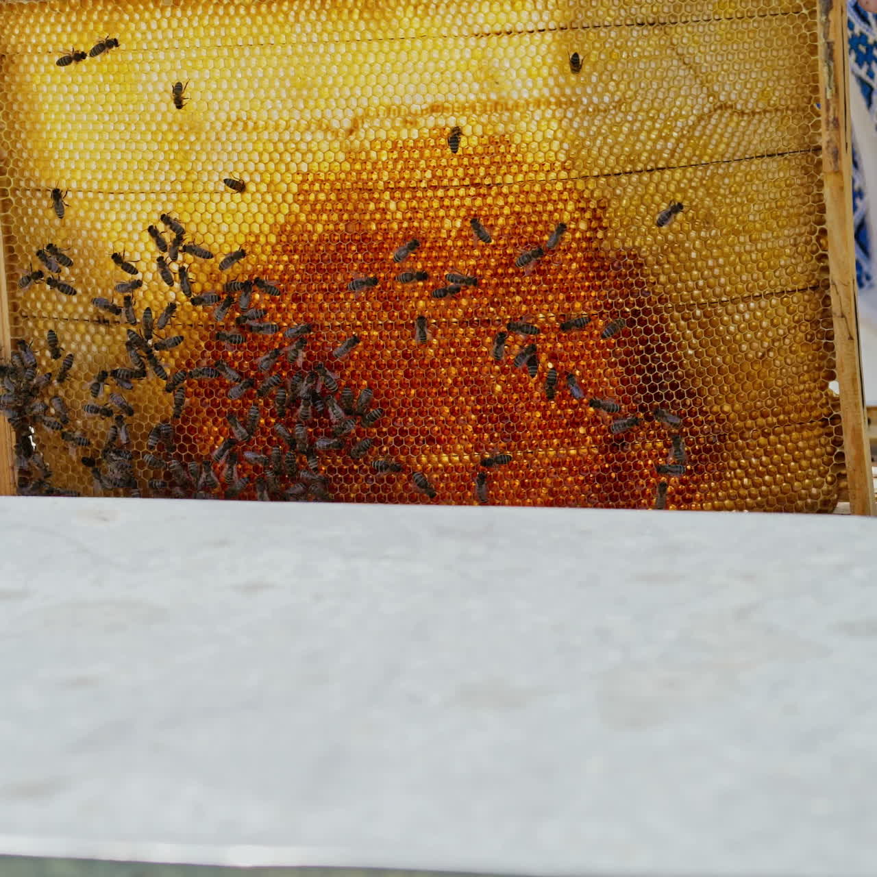 Beekeeper showing the honeycomb in the frame. Beekeeper at work. Frames of a bee hive. Apiary concept