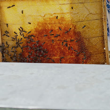 beekeeper showing the honeycomb in the frame. beekeeper at work. frames of a bee hive. apiary concept