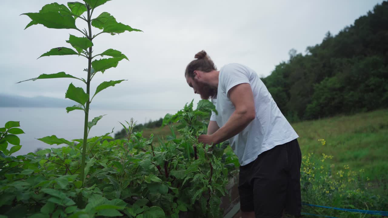 남자 정원사 는 시골 정원 에서 비트 를 수확 한다