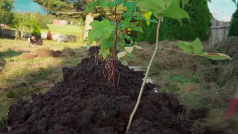 jardinero rastrillando el suelo en las plántulas de frambuesa y manzana