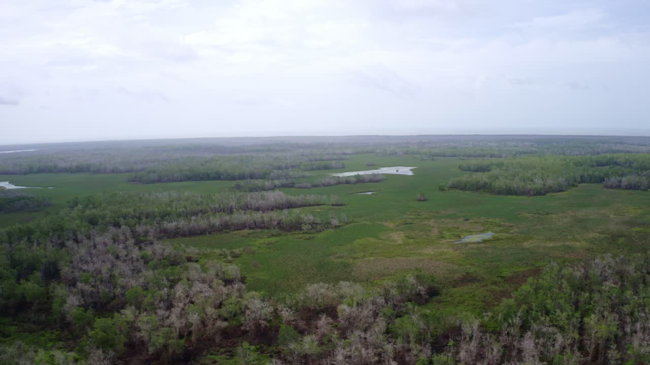 aéreo: ecosistema de vida silvestre de los humedales del amazonas, disparo de avión no tripulado sobre la jungla
