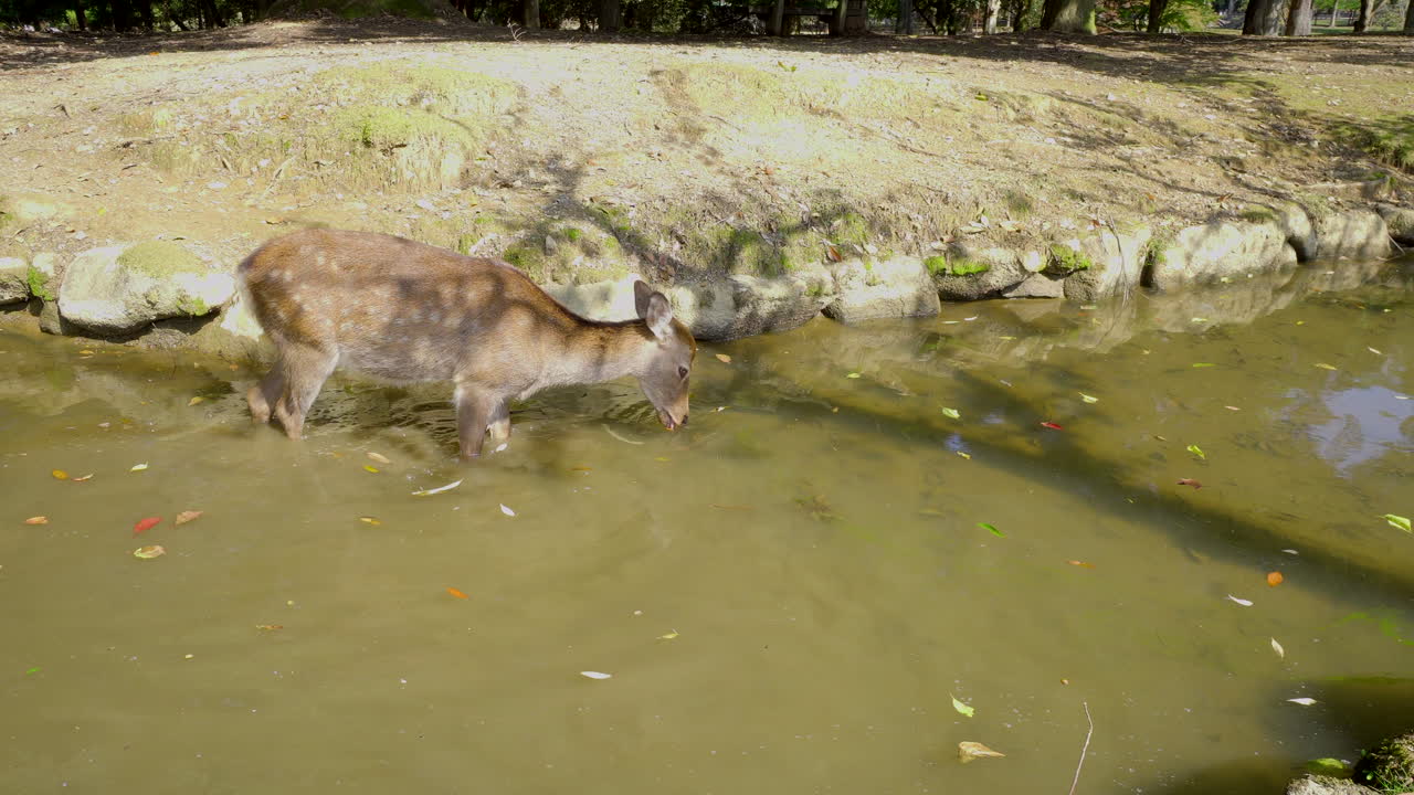 los ciervos de nara, japón, se crían en la naturaleza y se pueden ver cientos de ellos caminando por las calles, en este caso uno busca comida cerca del agua