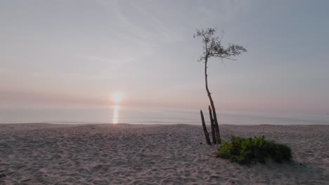 Lonely-Tree-At-Sunrise-In-Knäbäckshusen-Beach,-South-Sweden-Österlen,-Static-Wide-Shot
