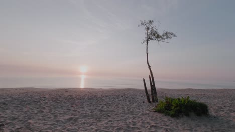 lonely tree at sunrise in knäbäckshusen beach, south sweden österlen, static wide shot