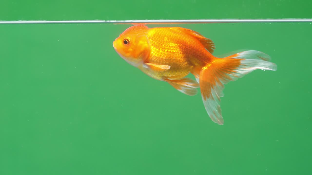 Gold Fish On Green Screen Background