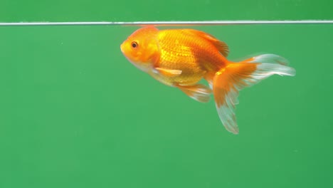 gold fish on green screen background