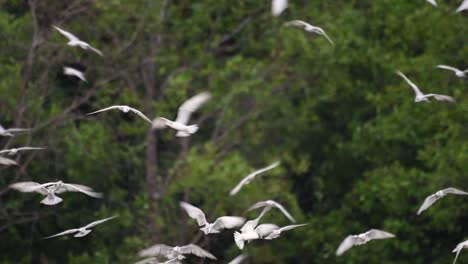 Terns-are-seabirds-that-can-be-found-all-throughout-the-world-at-sea,-rivers,-and-other-wider-bodies-of-water