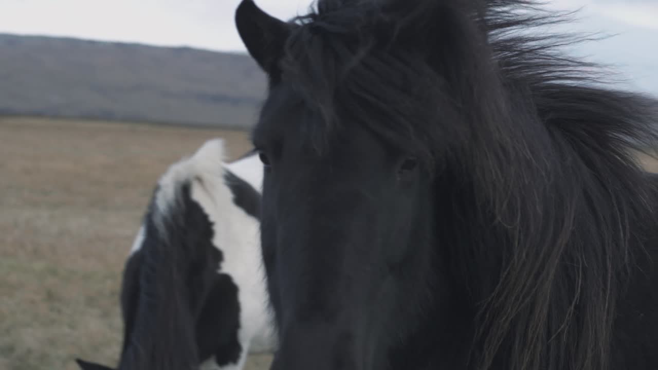 caballo negro en islandia mirando hacia la cámara