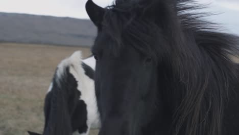 black horse in iceland looking towards the camera