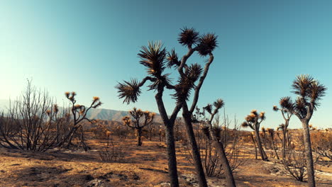 paisaje del desierto de mojave quemado en el incendio forestal bobcat en el sur de california