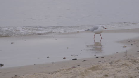 lone sea gull on sandy seashore with calm waves