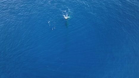 spectacular aerial shot of whales and dolphins swimming together side by side