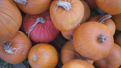 overhead shot of a pile of pumpkins at a pumpkin patch in slow motion