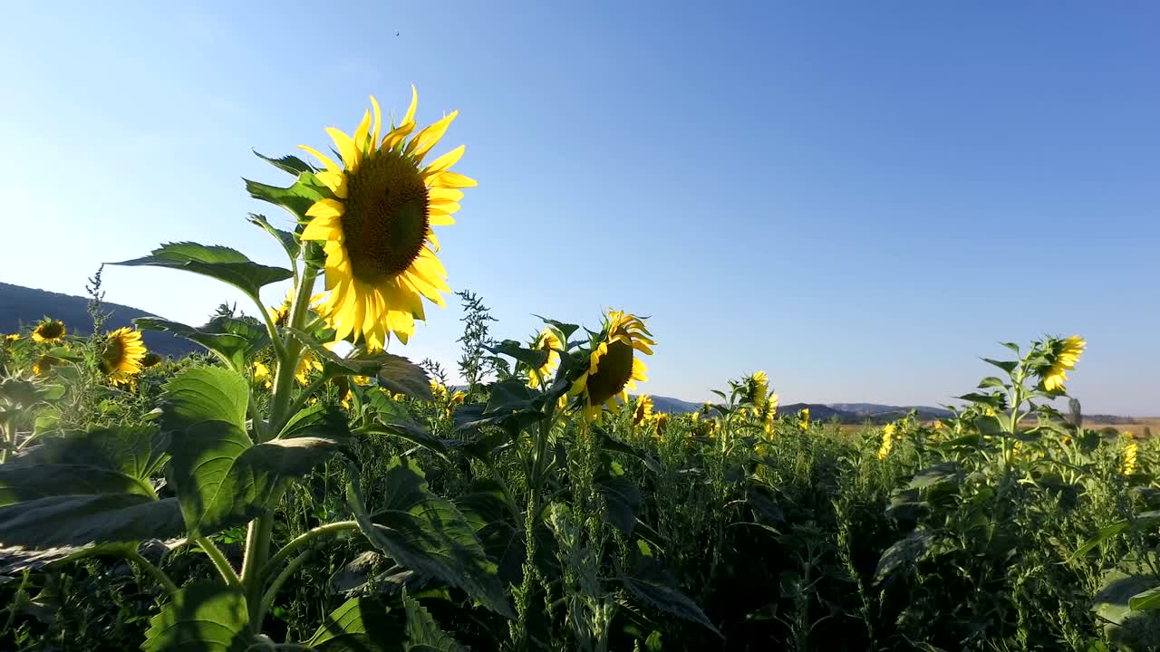 Bright yellow sunflower flower with bee on agriculture harvest field against blue sky
