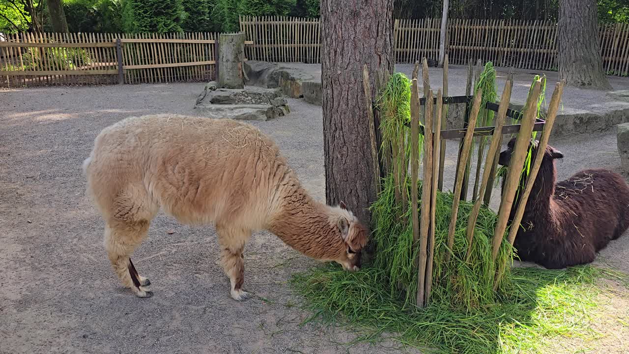 Alpaca Brown Camelid Behind Wooden Fence