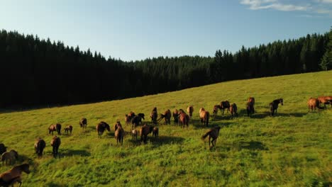 drone shot of black and brown horses grazing freely close to a forest