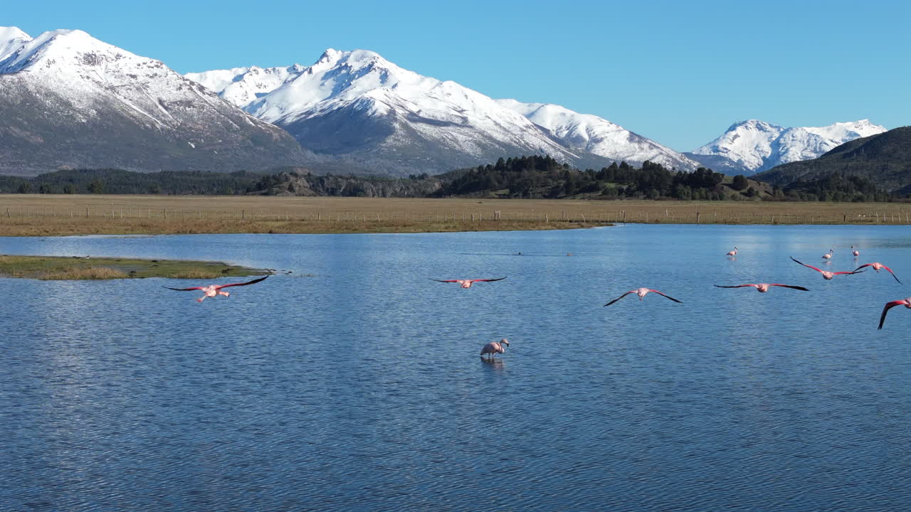Following a group of pink flamingos very close flying over a lake with a drone.