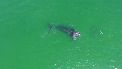 Antena-Sobre-Una-Ballena-Franca-Del-Atlántico-Norte,-Madre-Y-Cría-Nadando-Con-Delfines-Mulares-1