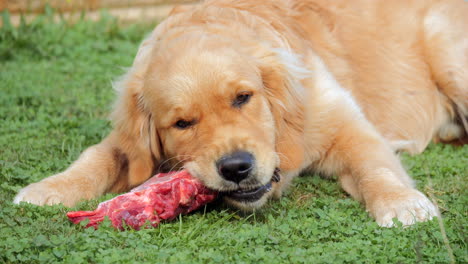 Cámara-Lenta,-Poniendo-Cachorro-Golden-Retriever-Masticando-Hueso-De-Carne-Roja-Cruda