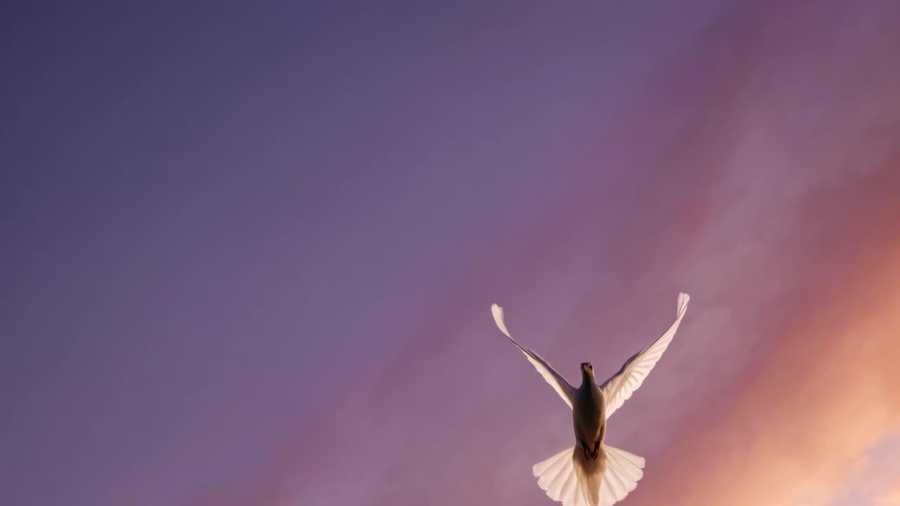 A serene video captures a dove soaring against a vibrant sunset sky