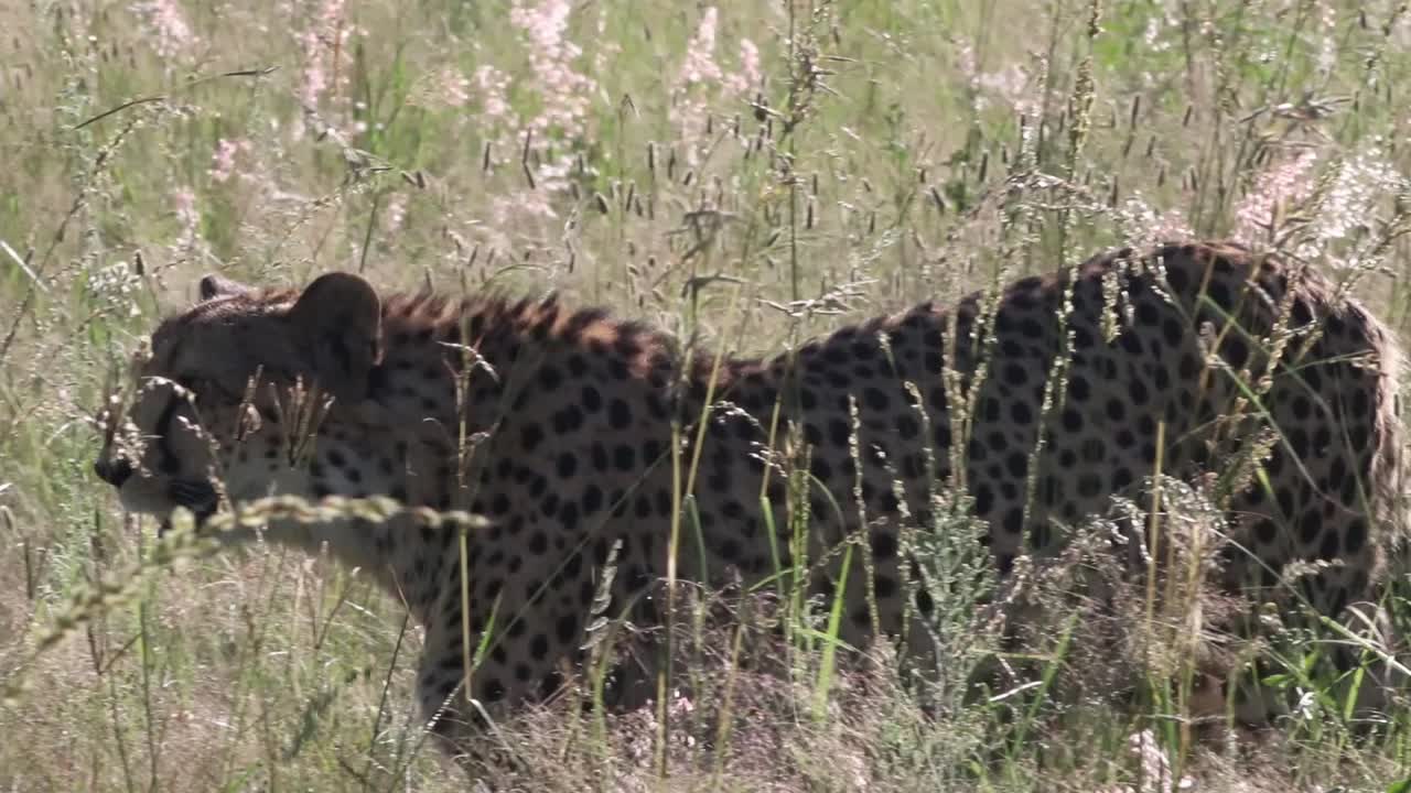 Looking at a Cheetah through the window as it walks pas the car.