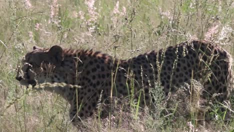 looking at a cheetah through the window as it walks pas the car.