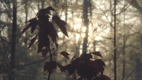 red-maple-with-sunrise-sunset-in-background