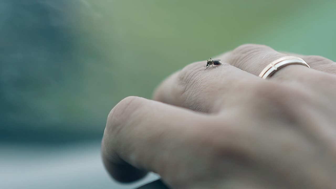매크로 보기 작은 모기 는 금 반지 를 가진 사람 의 손 에 앉아 있다