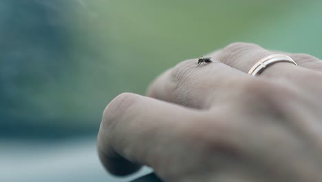 Makroansicht-Eine-Kleine-Mücke-Sitzt-Mit-Einem-Goldenen-Ring-Auf-Der-Hand-Einer-Person