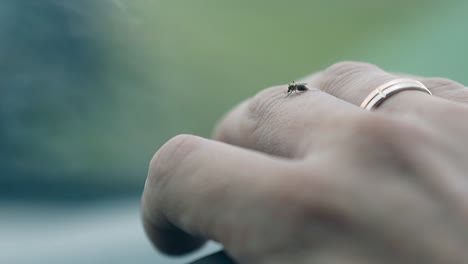 macro view small mosquito sits on person hand with gold ring