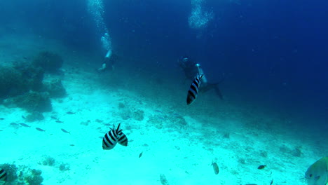 underwater scuba diving adventure in tropical waters