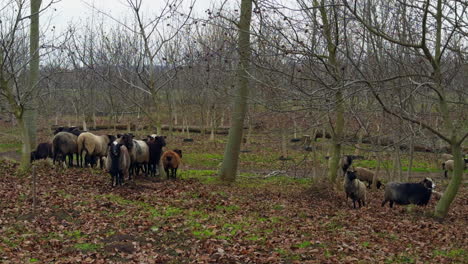 autumn sylvan landscape on dull grey daytime. a flock of sheep stands among the bare trees.
