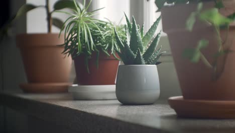 many potted plants standing on windowsill at home, trucking shot