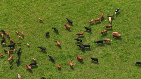 drone of cattle herd moving slowly across wide pasture under sunny skies