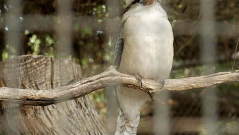 澳大利亞原住民可卡布拉 (cookaburra) 在野生動物保護區內被關在籠子裡