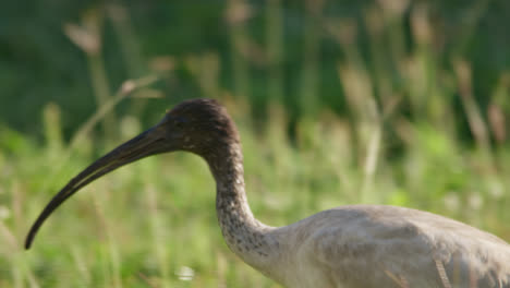 Extreme-Nahaufnahme,-Ein-Australischer-Weißer-Ibis-Mit-Schmutzigen-Federn,-Der-Durch-Das-Hohe-Gras-Läuft-Und-Pickt-Und-Nach-Nahrung-Sucht,-Townsville,-Queensland,-Australien