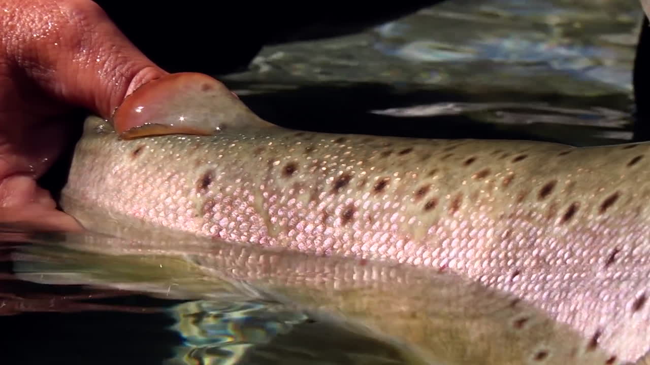 큰 송어 트로피