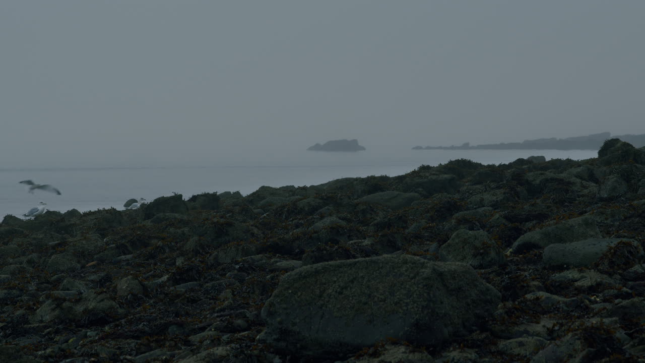 agua brumosa y playa rocosa con gaviotas volando en