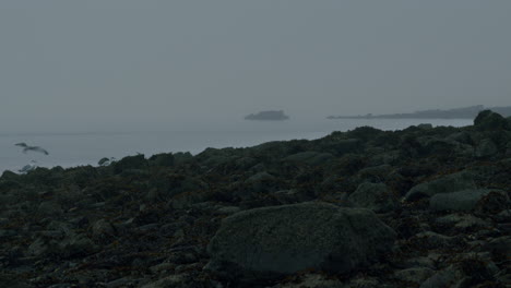 misty water and rocky beach with seagull flying in