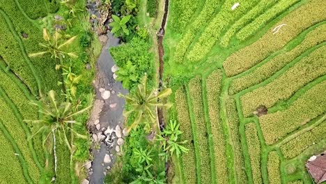 drone flying straight over jatiluwih rice fields:terraces and river in bali, indonesia