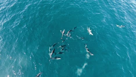 a beautiful pod of dusky dolphins swimming near the water surface of clear waters in golfo san jose during summer in argentina, south america