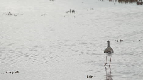 close shot of a  stilt walker