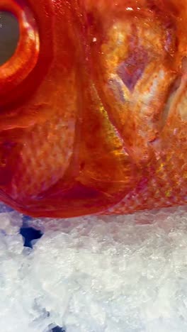 red fish on ice at seafood market