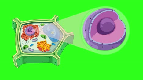 animation illustrating plant cell structure, highlighting the nucleus and nucleolus with vibrant colors and smooth transitions