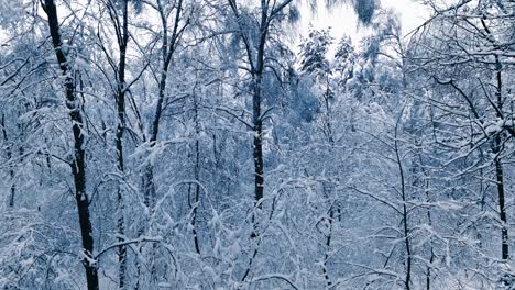 Verschneite-Äste-Im-Wald.-Wintermärchen-Hintergrund