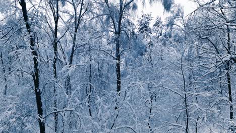 snowy branches in forest. winter fairy background
