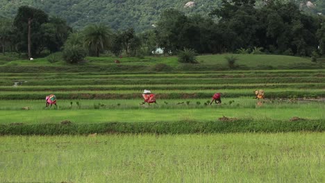 Bauern,-Die-Während-Der-Regenzeit-In-Deoghar,-Jharkhand,-Neue-Pflanzen-Auf-Reisfeldern-Anpflanzen