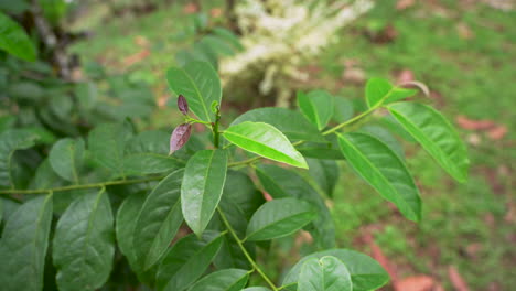 Close-up-shot-Of-Guayusa-Plant-with-green-leaves-growing-in-the-amazon-rainforest-of-Ecuador,-South-America