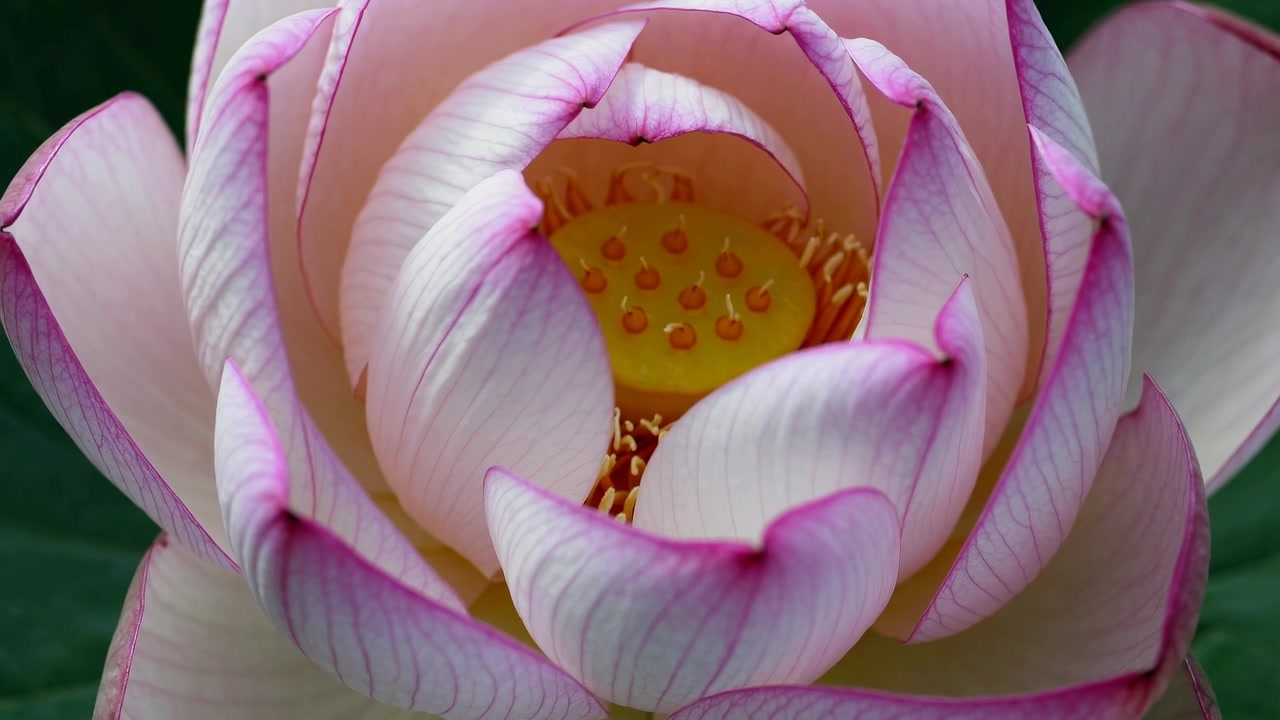 Close-up de uma Flor de Lótus Rosa e Branca em Flor