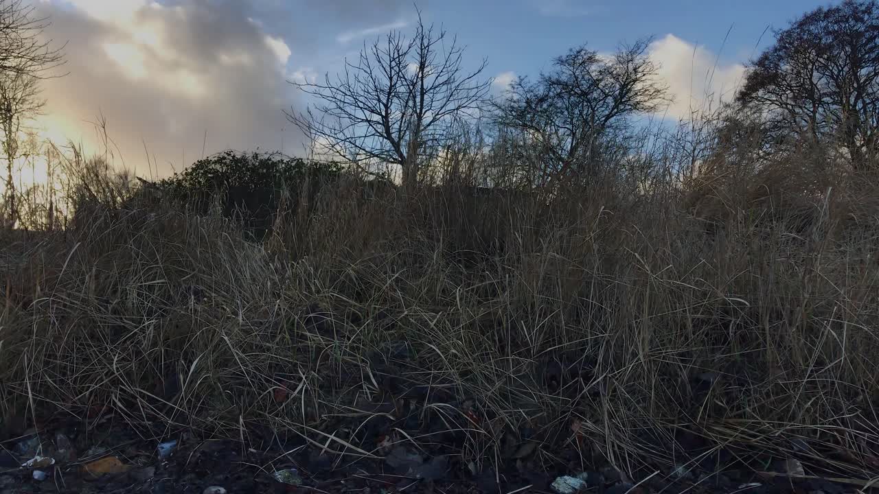Scenic time lapse landscape of coastal Baltic sea grass with fast passing clouds
